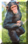 chimpanze.jpg (132617 octets)