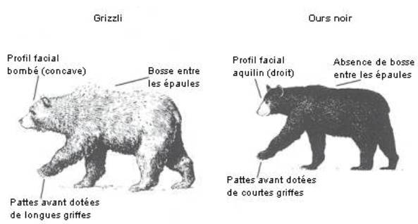 un ours polaire rencontre un grizzly