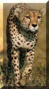 guepard.jpg (183356 octets)