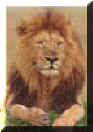 le lion.jpg (145357 octets)