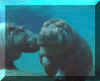 l'hippo.jpg (147196 octets)