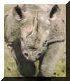 rhino.jpg (125714 octets)